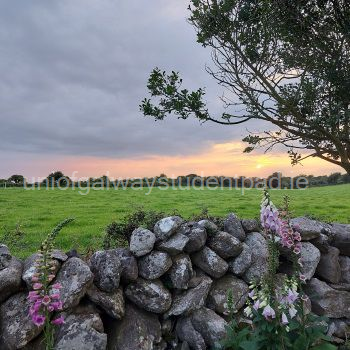Back garden
